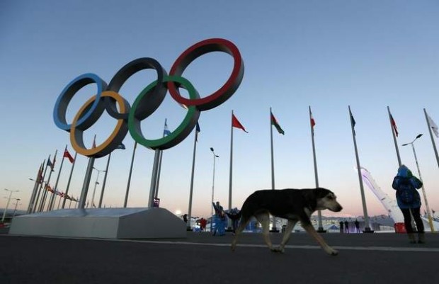 A stray dog walks past the Olympic Rings in Olympic Park this week in Sochi, Russia. / AP