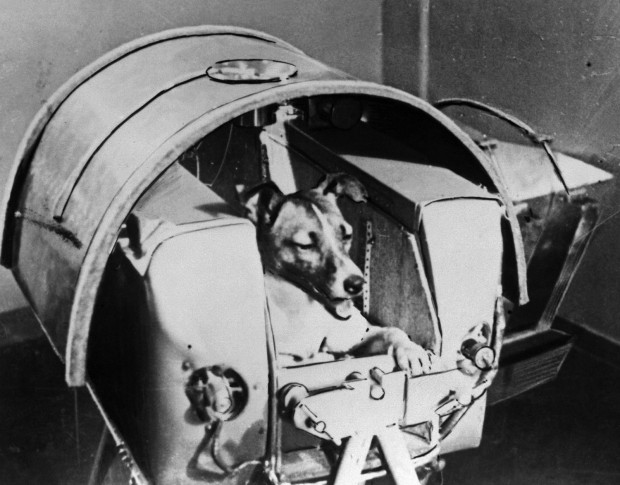 Laika, the famous Russian dog sent up into space on Sputnik, the first satellite. Photo by OFF/AFP/Getty.